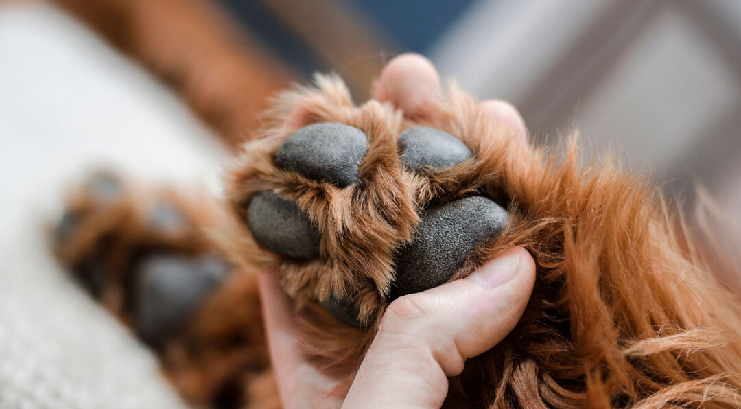 The Healing Power of a Paw
