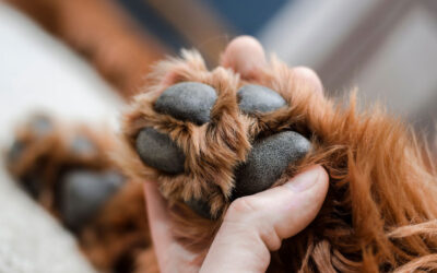 The Healing Power of a Paw